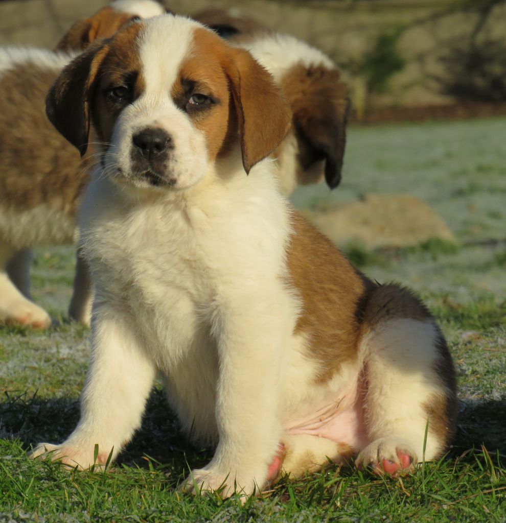 De La Route De La Source - Chien du Saint-Bernard - Portée née le 04/12/2020