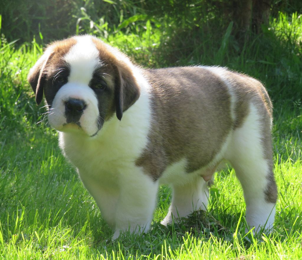 De La Route De La Source - Chiots disponibles - Chien du Saint-Bernard