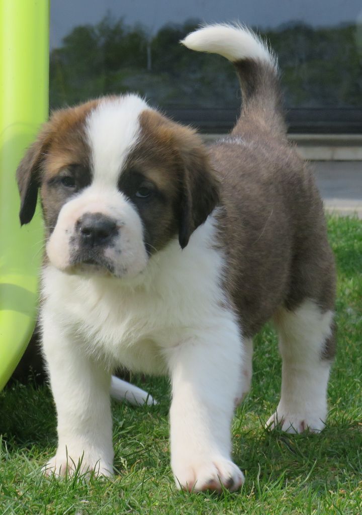 De La Route De La Source - Chiots disponibles - Chien du Saint-Bernard