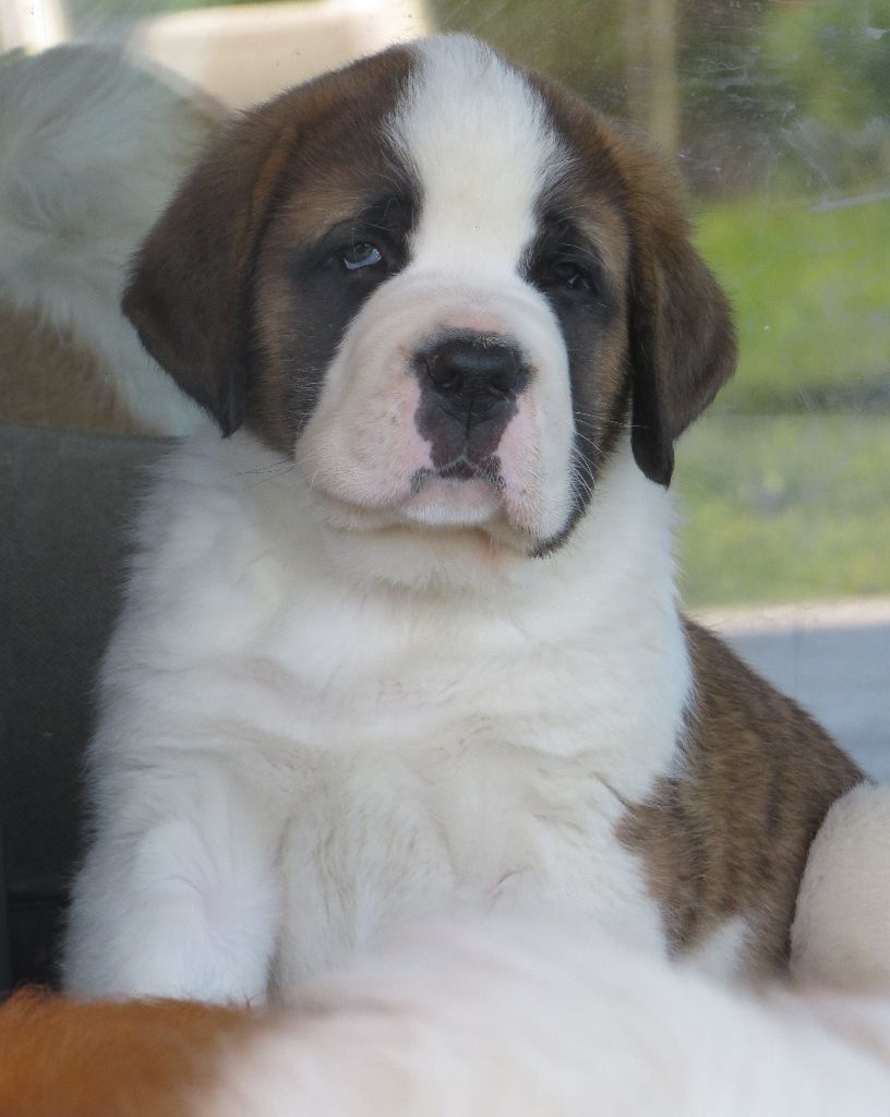 De La Route De La Source - Chiots disponibles - Chien du Saint-Bernard