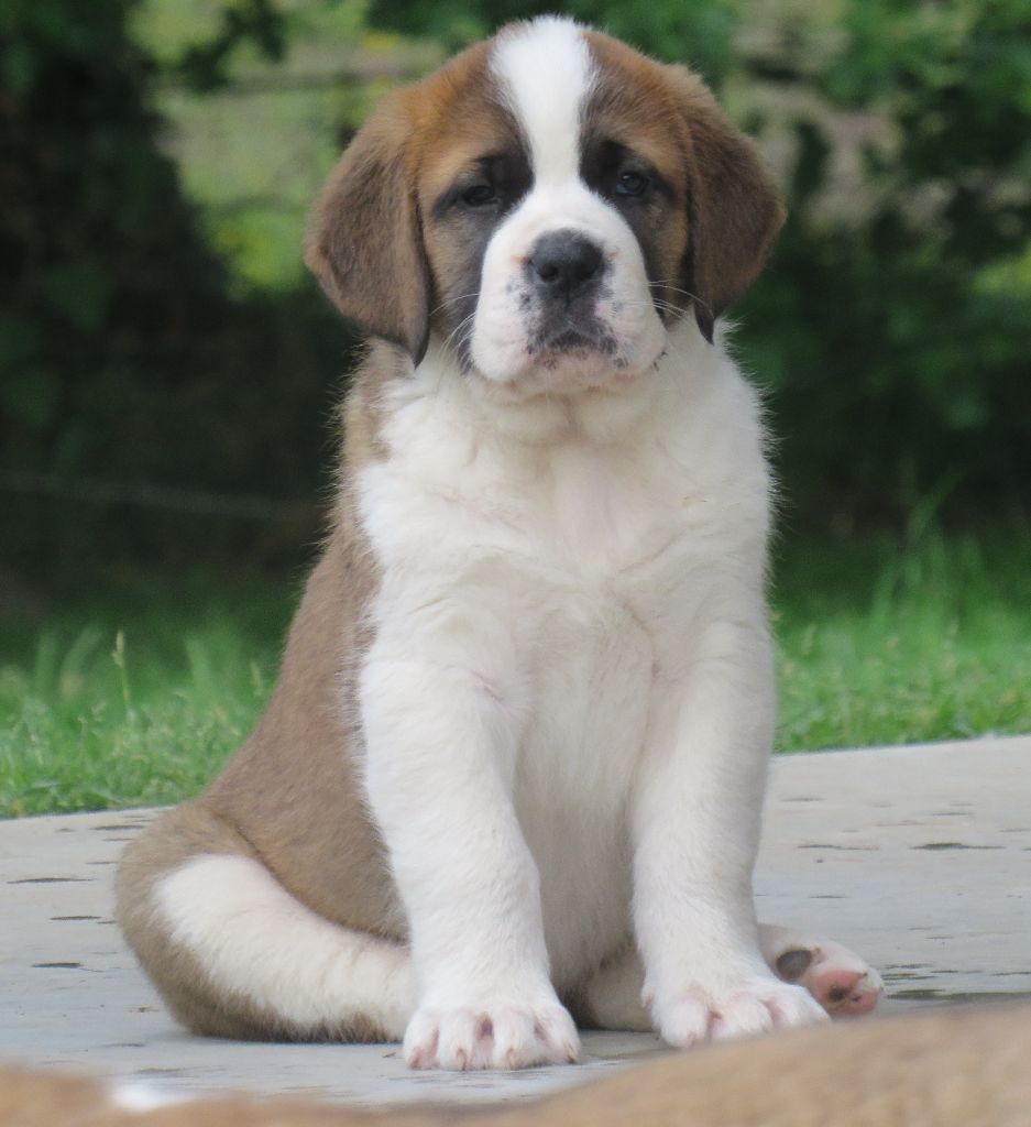 De La Route De La Source - Chiots disponibles - Chien du Saint-Bernard