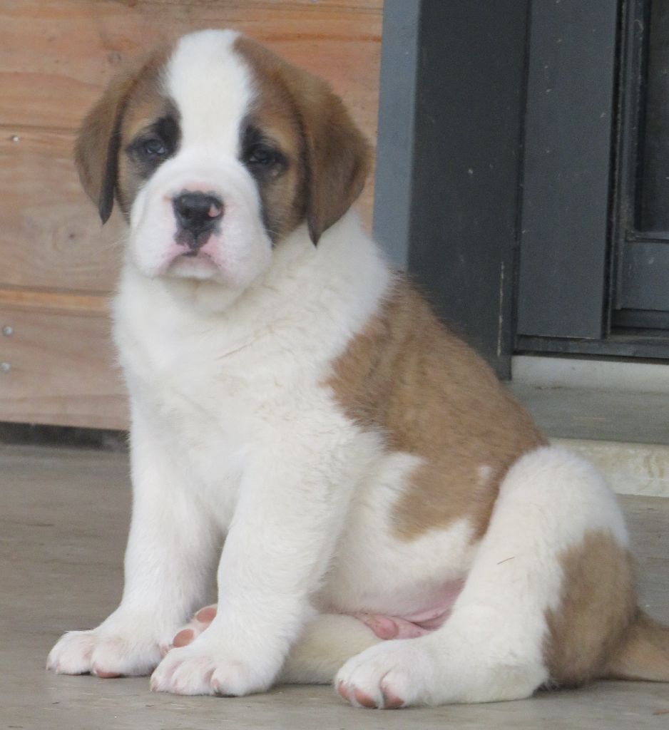 De La Route De La Source - Chiots disponibles - Chien du Saint-Bernard